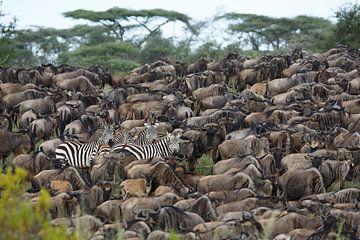 Zebra's tussen gnoes in Ndutu, Tanzania van Anja Brouwer Fotografie