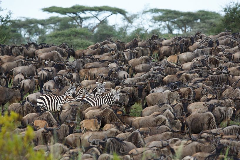 Zebra's tussen gnoes in Ndutu, Tanzania van Anja Brouwer Fotografie