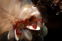 Orangoetans crab, Siamil Island, Malaysia