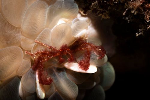 Orangoetans krab, Siamil Island, Maleisie
