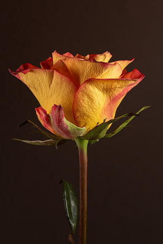 Liefdevolle eenvoud - Botanische rust van een roos