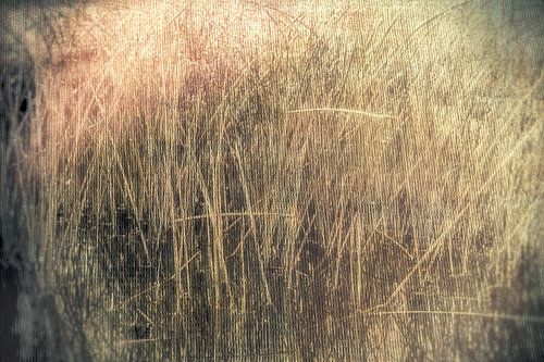 Het riet danst  in water