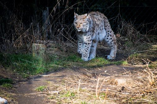 Europese Lynx