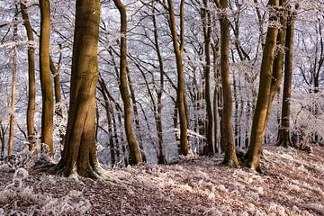 Winterlicher Wald mit Eis und Reif von ViaMapia