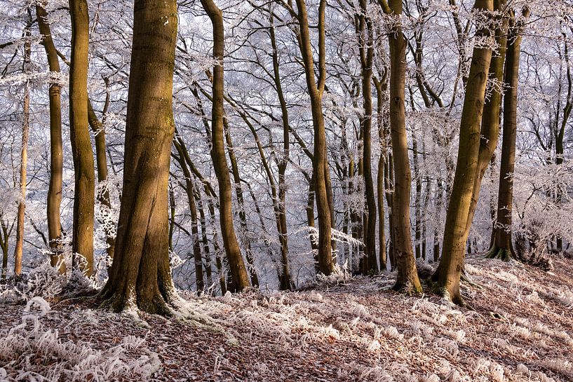 Winterbos met ijs en vorst van ViaMapia