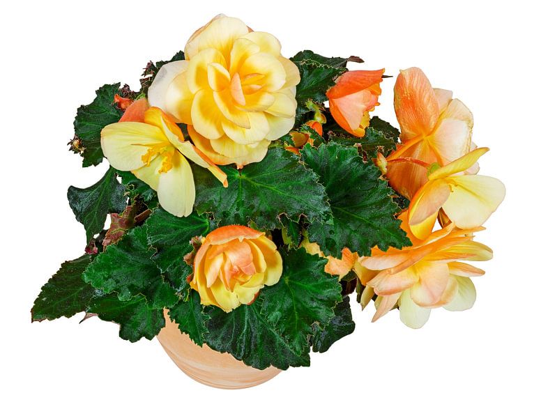 Bloeiende begonia bloem in een pot op een witte achtergrond van ManfredFotos