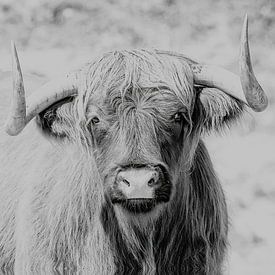 Scottish Highlander in black and white by Corinne Cornelissen-Megens