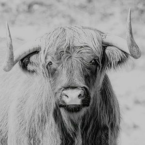 Highlander écossais en noir et blanc sur Corinne Cornelissen-Megens