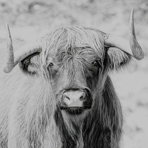 Schotse Hooglander in zwart/wit