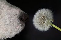 Hondenneus naar paardenbloem