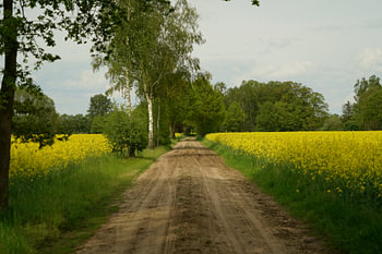 Ehringveld surrounded by rapeseed