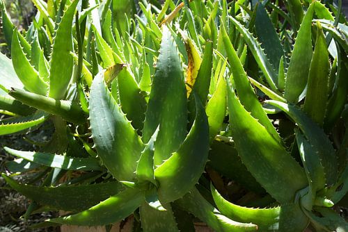 Groene wand