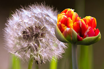 FLORA : TULPKNOP MET PAARDENBLOEM