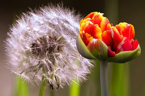 FLORE : BOUTON DE TULIPE AVEC PISSENLIT
