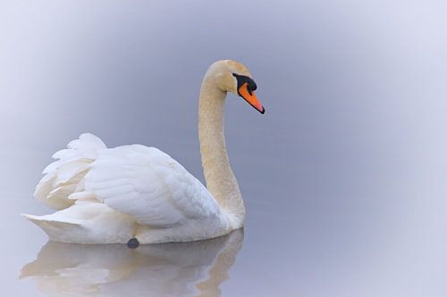Cygne dans l'eau