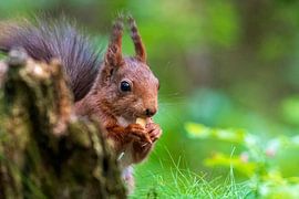 Squirrel by Merijn Loch