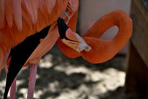 Flamant à Curaçao