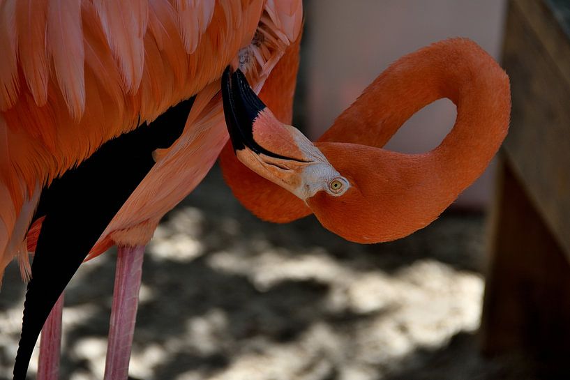 Flamant à Curaçao par Karel Frielink