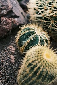 Gros plan sur les petits cactus
