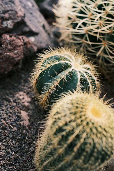 Gros plan sur les petits cactus par Diana van Neck Photography
