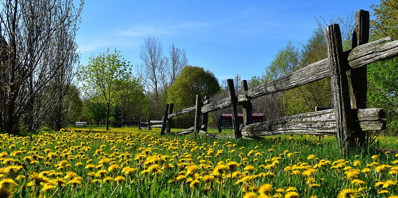 Ein Feld mit Löwenzahn im Frühling von Claude Laprise
