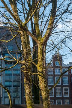 Bomen bij het Waterlooplein in Amsterdam van Ids Dijkstra