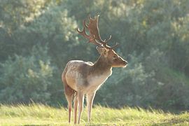 Damhirsche genießen die Sonne in den Amsterdamer Wasserversorgungsdünen'. von Capture the Moment 010