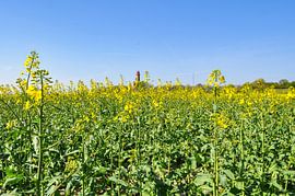 Leuchturm Kap Arkona, Rapsfeld von GH Foto & Artdesign