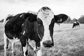 Close-up Dutch cow in meadow (black and white) by Kaj Hendriks