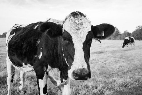 Close-up Dutch cow in meadow (black and white)