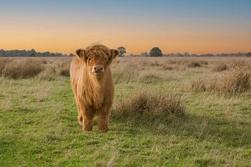 Écossais des Highlands, veau, vache. bovin sur M. B. fotografie