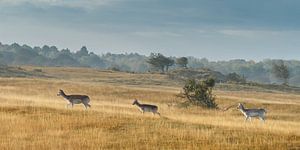 Fallow deer von Menno Schaefer