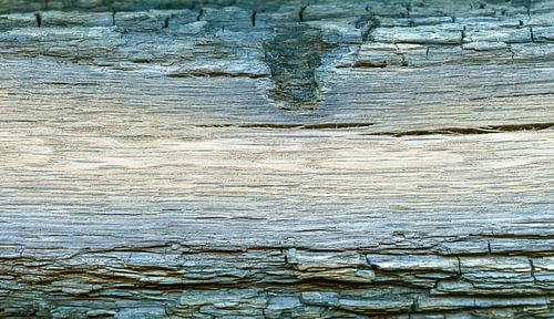 Sehr altes Treibholz mit verwitterter Baumrinde, Mooreiche, Längsschnitt