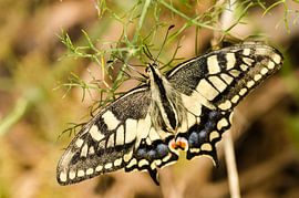 Koninginnepage sur Sjoerd van Luit