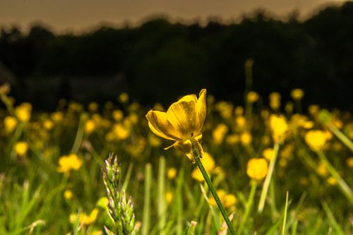 Boterbloem