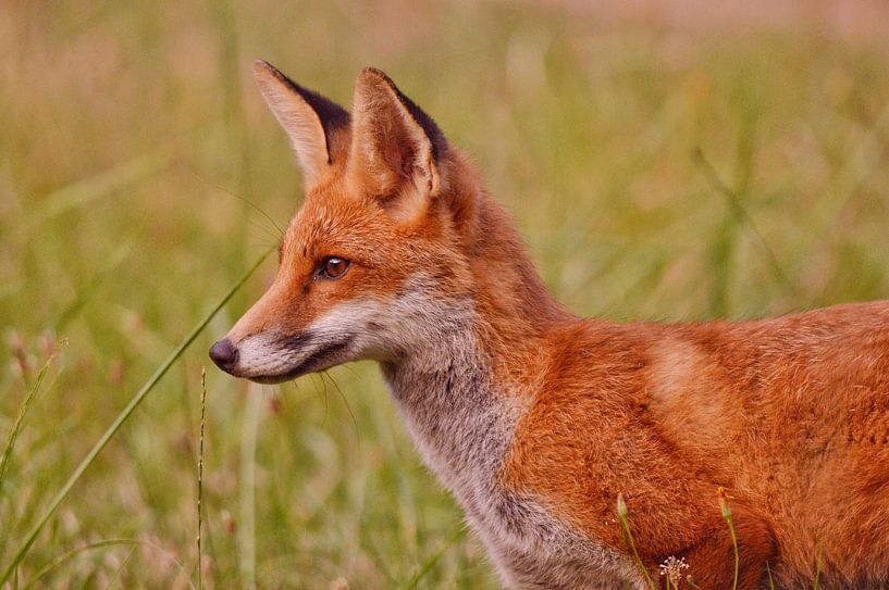 Alert Fox par Geert De Graaf