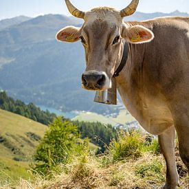 Zwitserse koe in de Alpen van Davos van Leo Schindzielorz