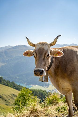 Vache suisse dans les Alpes de Davos sur Leo Schindzielorz