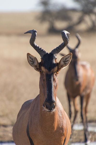 Head of a red hartebeest by Marijke Arends-Meiring