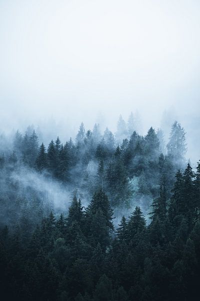 Brouillard dans la forêt des Dolomites par Dylan Shu