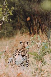 Un léopard se reposant dans la végétation africaine