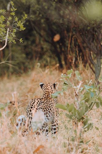 Un léopard se reposant dans la végétation africaine