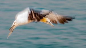 Bereiten Sie sich auf die Landung vor.  Jan van Gent (Morus bassanus) im Flug.