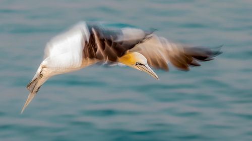 Prepare for landing.  Jan van Gent (Morus bassanus) in de vlucht.
