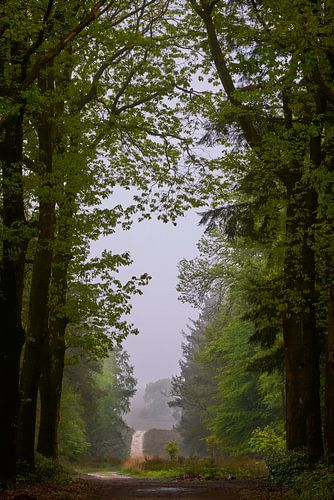 Forest path on a drizzly morning