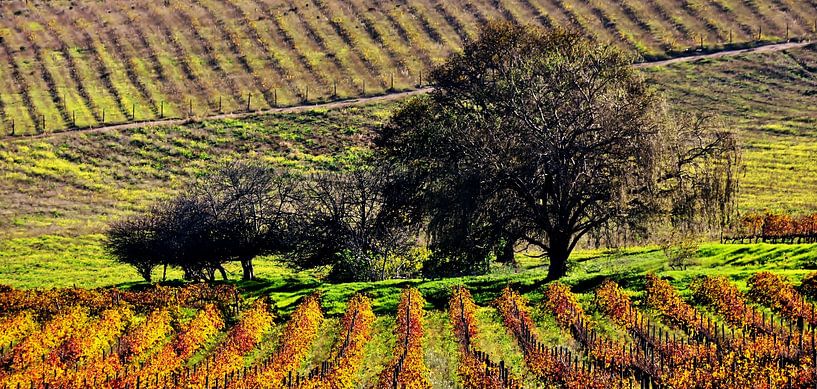 champs de vignes aux couleurs automnales dans les Cape Winelands par Werner Lehmann