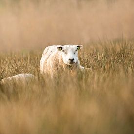 Lambs in the meadow by Shane van Hattum