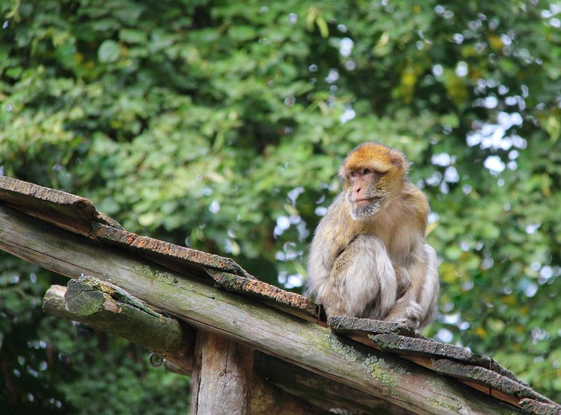 Singe de Barbarie par Jose Lok