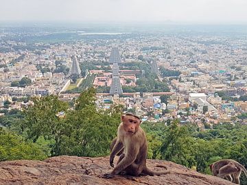 Blick vom heiligen Berg Arunachala auf Tiruvannamalai in Tamil Nadu Indien von Eye on You