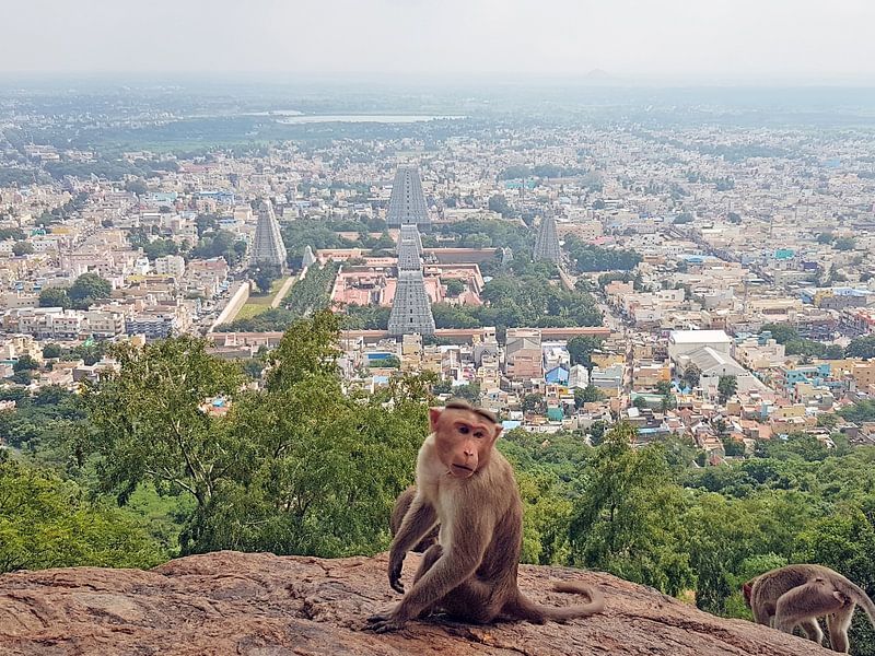 View from the sacred mountain Arunachala on Tiruvannamalai in Tamil Nadu India by Eye on You